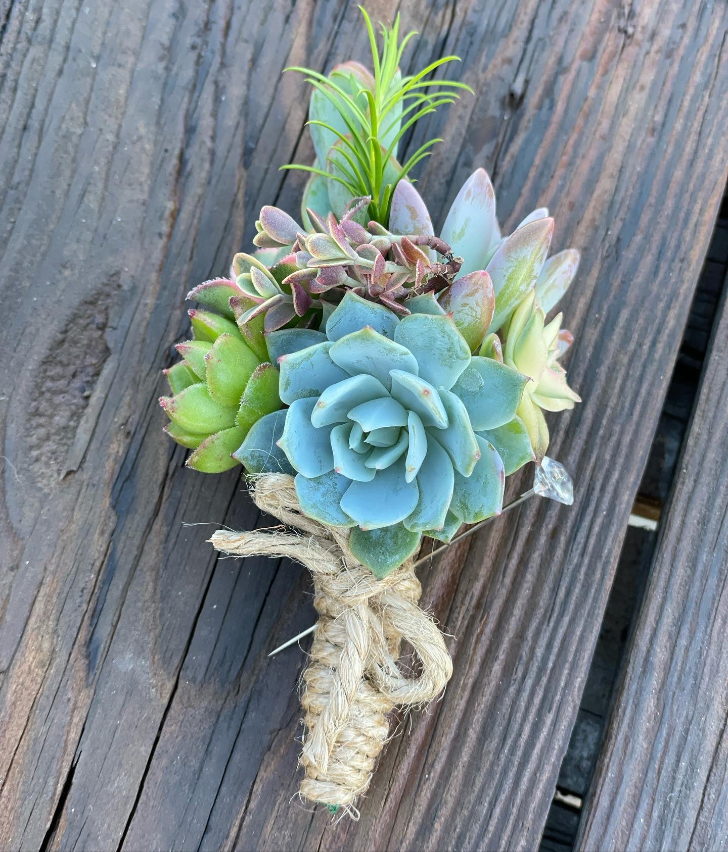 sunburst succulents Aeonium Sunburst