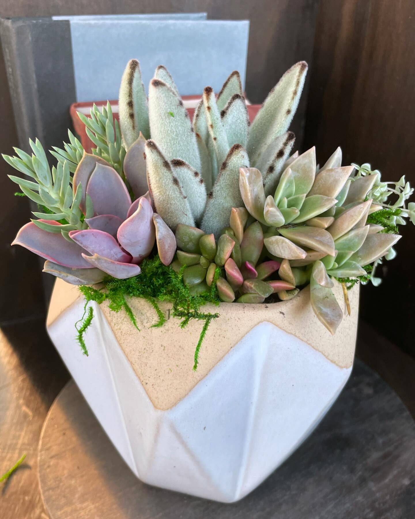 Arrangements | Star Succulent Nursery
